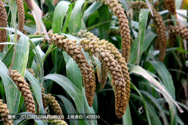 谷穗,谷子,TIF格式