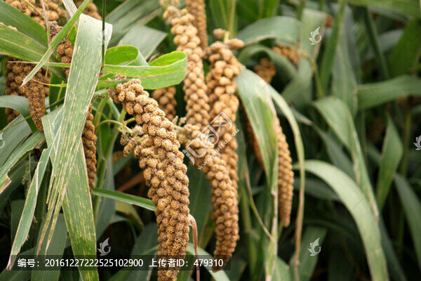 谷穗,谷子,TIF格式,谷子地