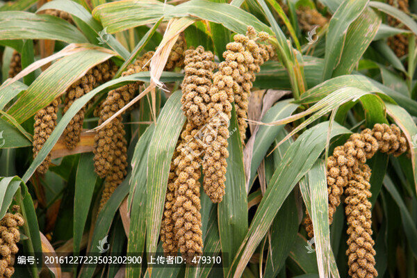 谷穗,谷子,TIF格式