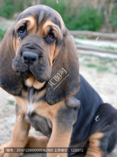 獵犬的小狗的照片
