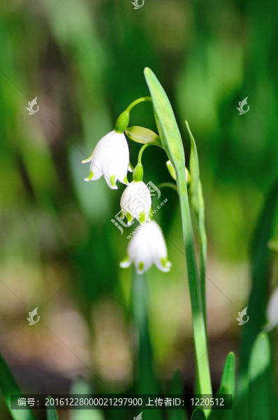 Blooming,Lily山谷（特寫）。
