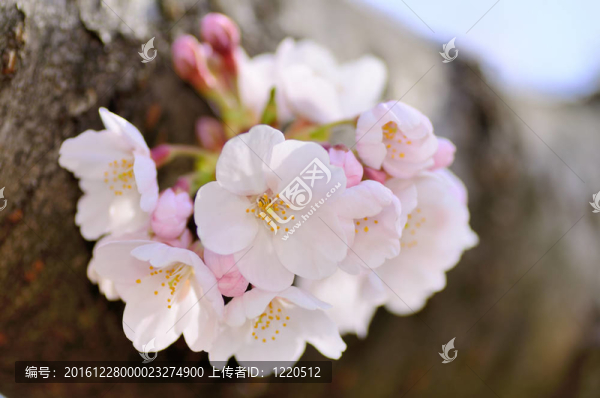 櫻花（特寫）。
