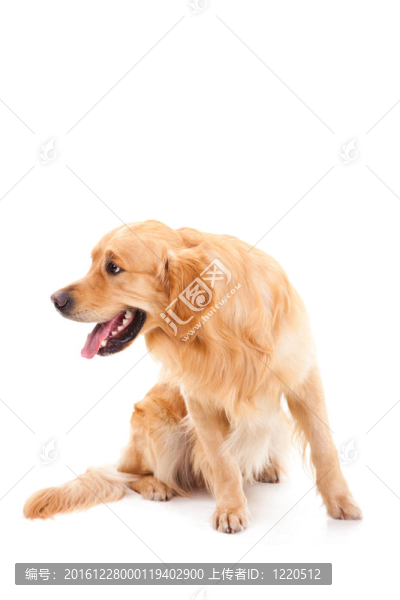 金毛狗坐在孤立的白色