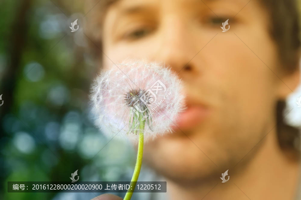 蒲公英和人的臉背景吹（專注于蒲公英）