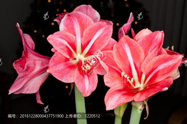 圣約瑟夫抯百合