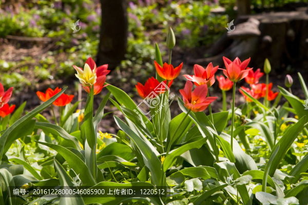 花園里的紅色郁金香