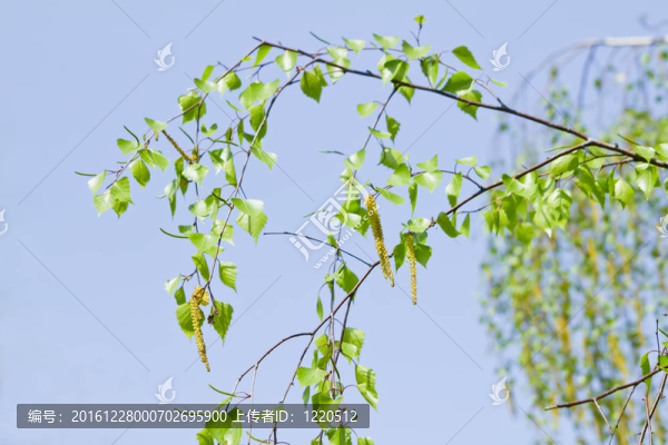 樺樹枝