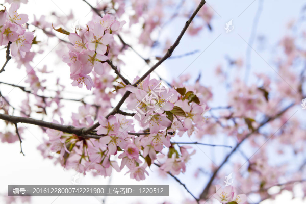 盛开的樱花树枝