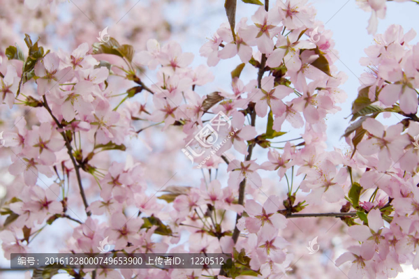盛開的櫻花樹枝