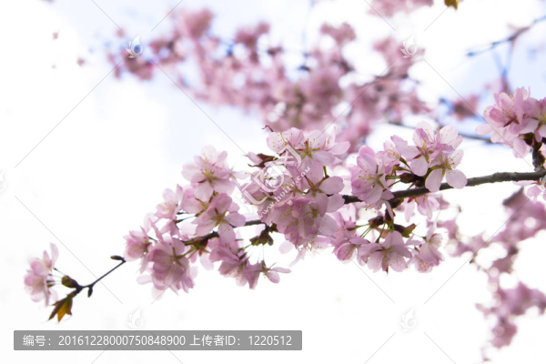盛開(kāi)的櫻花樹(shù)枝