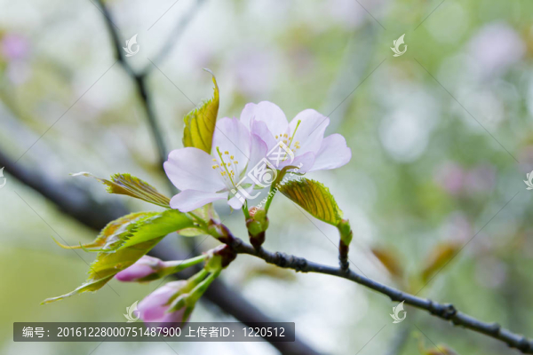 盛開的櫻花樹枝