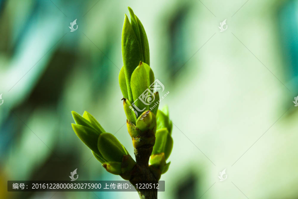 春天開花。