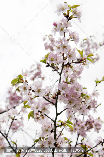 盛開的櫻花樹枝
