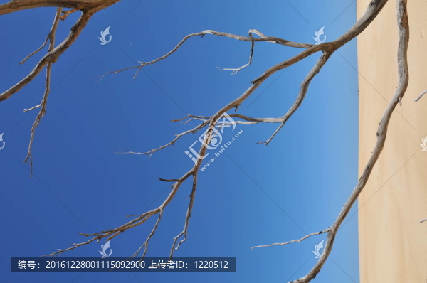 沙丘