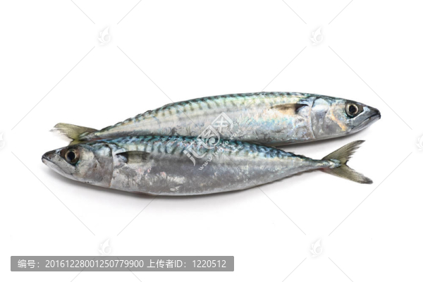 兩鯖魚(yú)