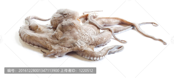 章魚
