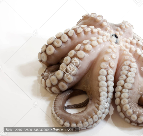 章魚
