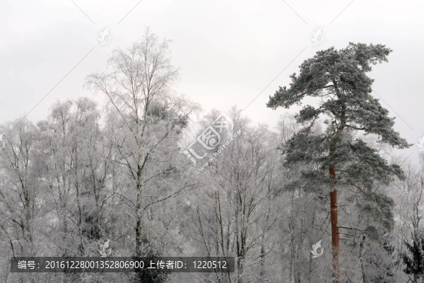 冬樹覆雪