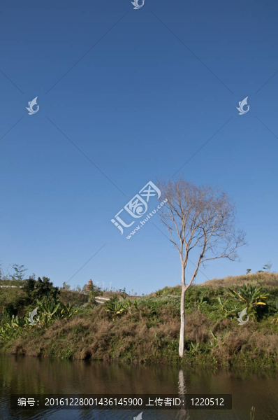 藍(lán)天的枯樹