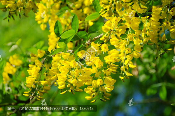金鏈花01