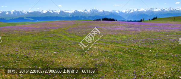 伊犁花海