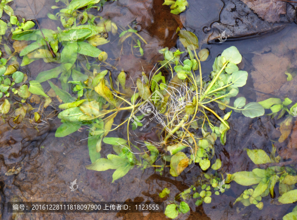 水草