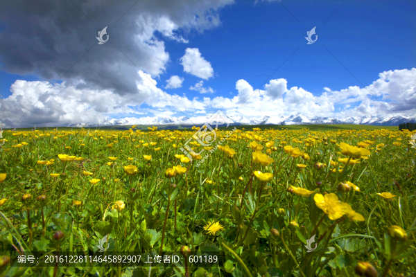 高山野花