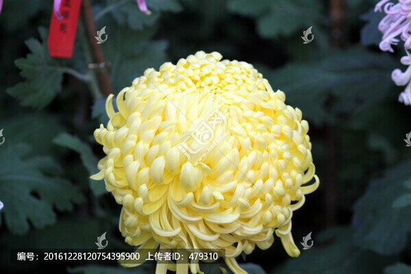 秋菊,菊花,花卉