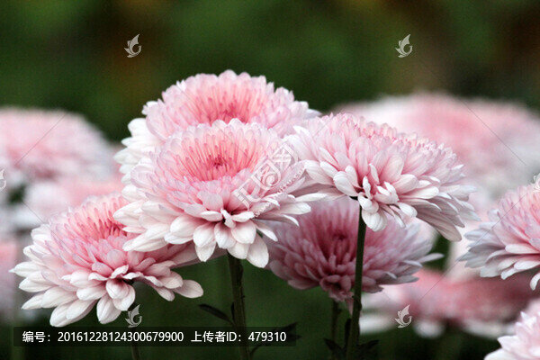 秋菊,菊花