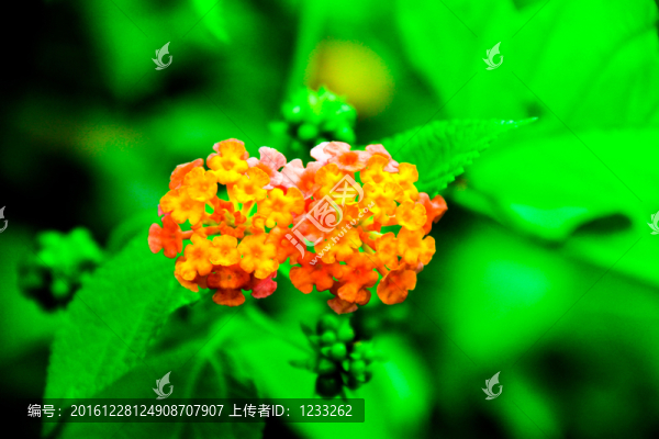 五色梅