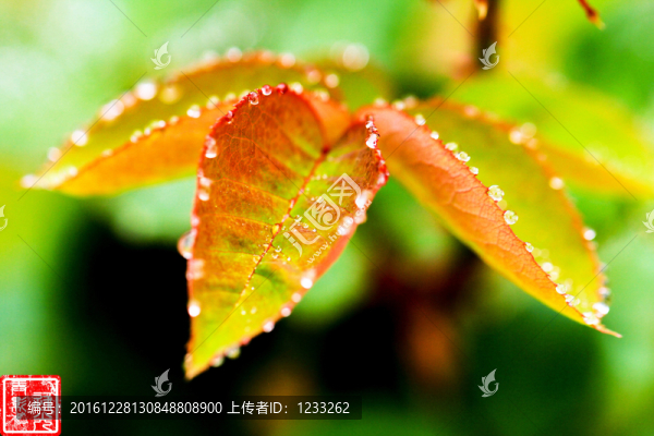 嫩葉