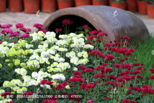 秋菊,菊花,花卉