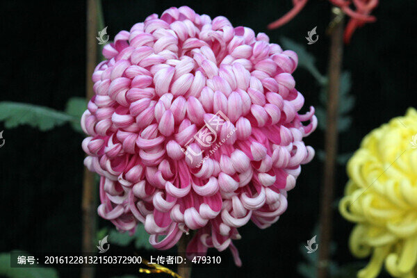 秋菊,菊花