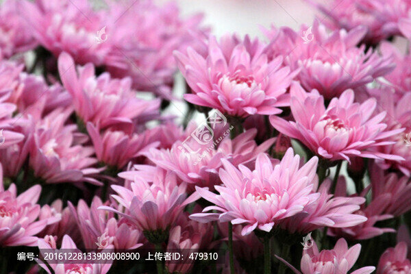 秋菊,菊花,花卉