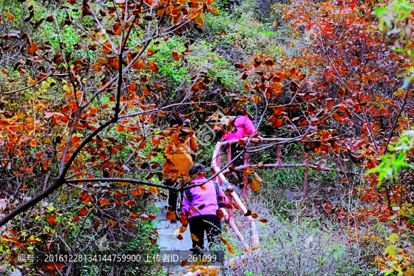 鞏義長壽山紅葉,高清無噪