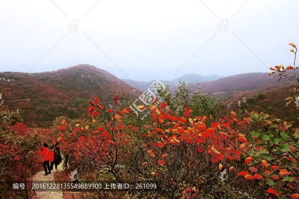 鞏義長(zhǎng)壽山紅葉,高清無(wú)噪