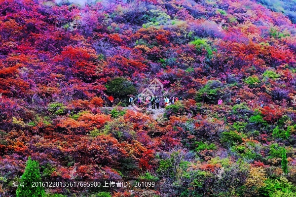 鞏義長壽山紅葉,高清無噪