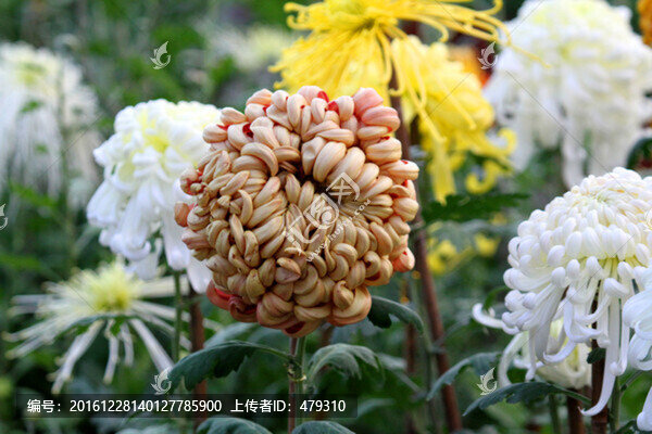 秋菊