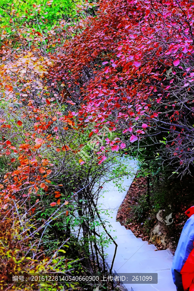 鞏義長(zhǎng)壽山紅葉,高清無(wú)噪