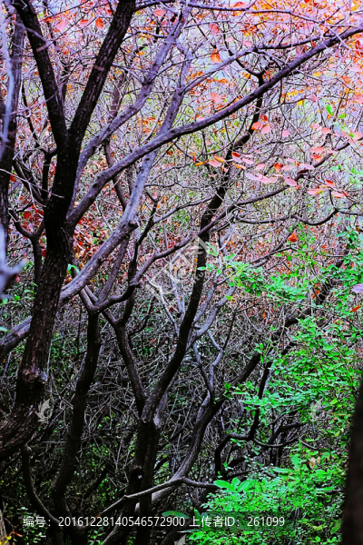 鞏義長壽山紅葉,高清無噪