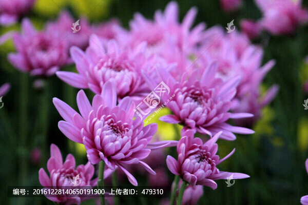 秋菊,菊花,花卉,TIF格式