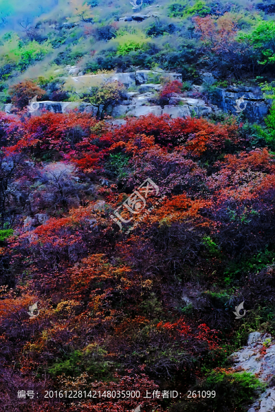 鞏義長壽山紅葉,高清無噪