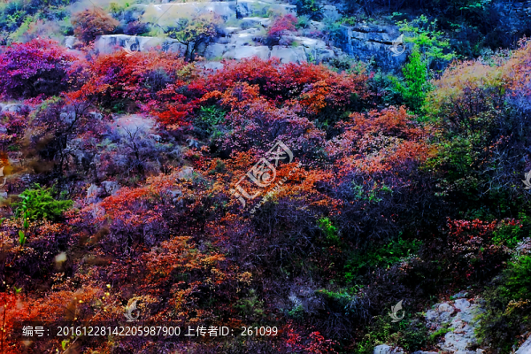 鞏義長壽山紅葉,高清無噪