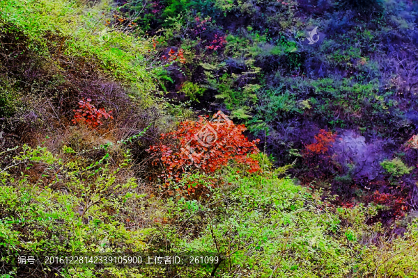 鞏義長壽山紅葉,高清無噪
