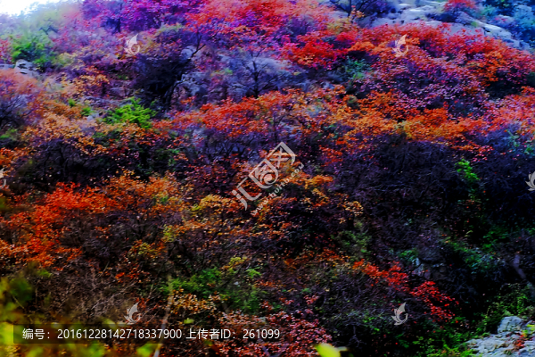 鞏義長壽山紅葉,高清無噪