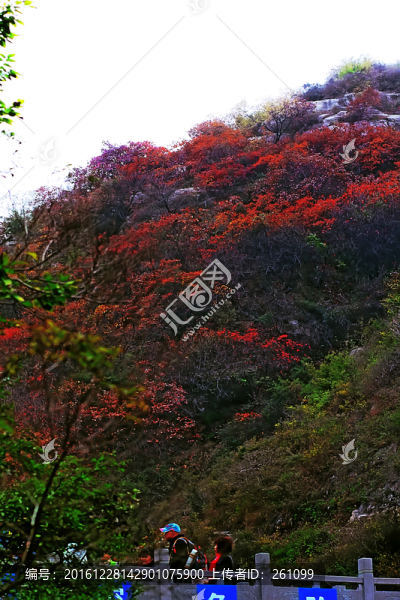 鞏義長壽山紅葉,高清無噪
