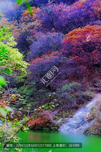 鞏義長壽山紅葉,高清無噪