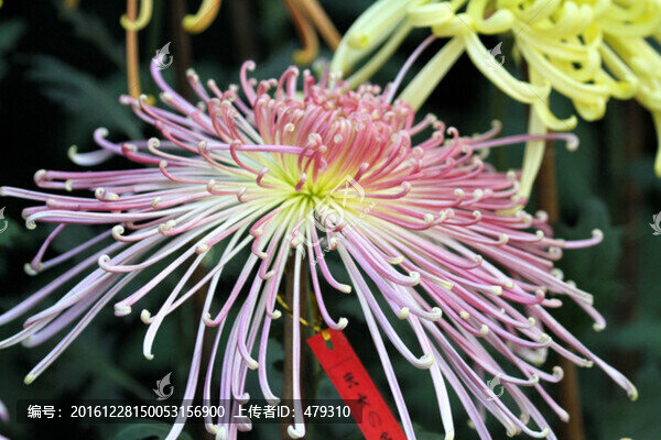 秋菊,菊花,花卉,TIF格式