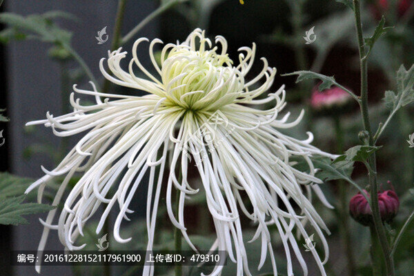 秋菊,菊花