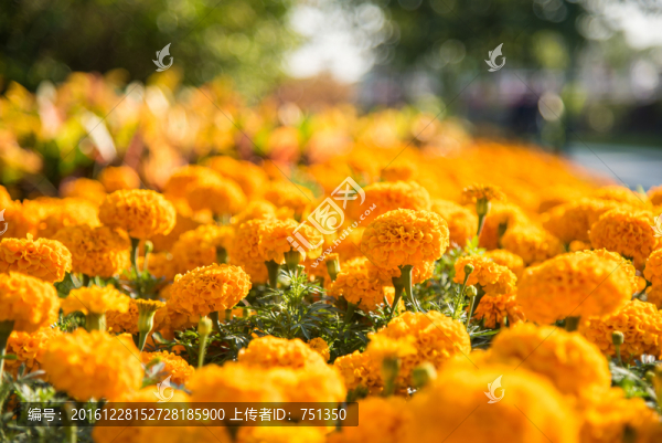 黃花花卉特寫素材